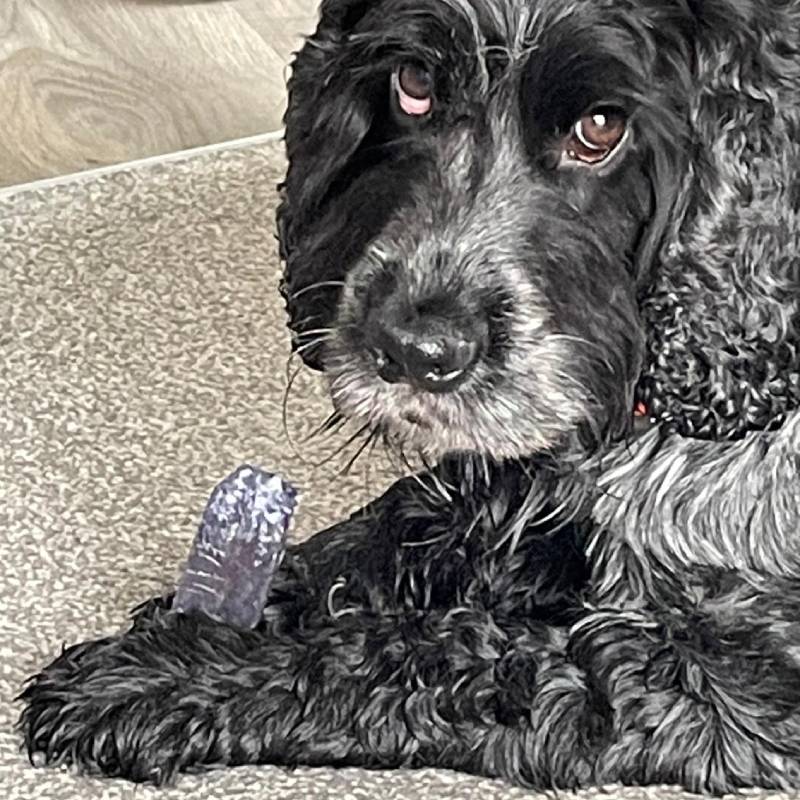 Yakers Himalayan Yak Milk Dog Chews