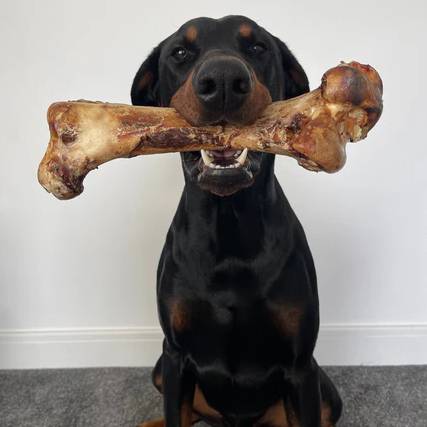 JR Large Ostrich Bone