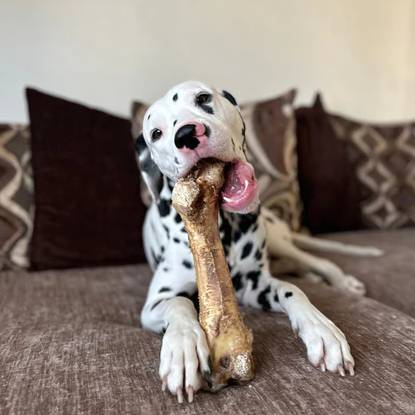 JR Large Ostrich Bone