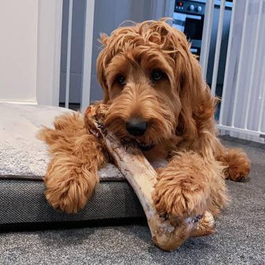 JR Large Ostrich Bone