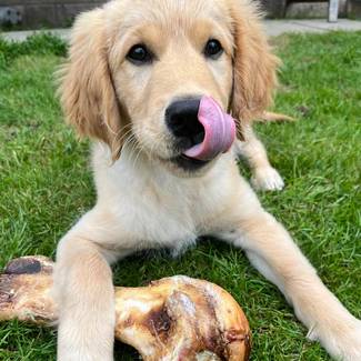 JR Large Ostrich Bone