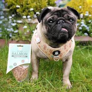 JR Pure Salmon Training Treats