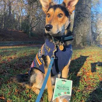 JR Pure Salmon Training Treats