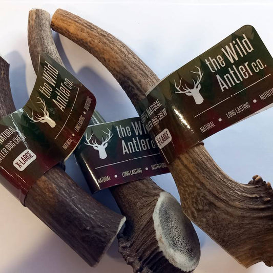 Deer Antlers For Dogs