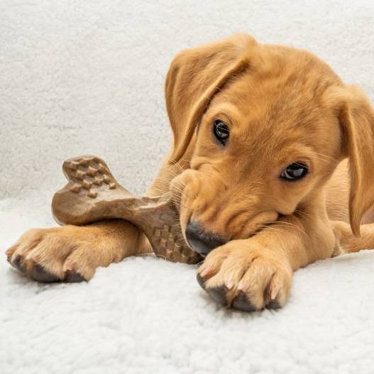 Bamboodles Puppy Chews (Pack of 3) Chicken Flavour