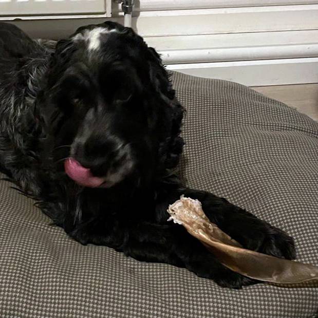 Buffalo Ears Large with Meat