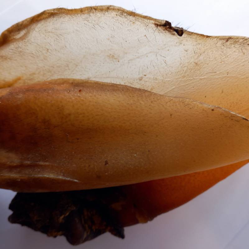 Buffalo Ears Large with Meat