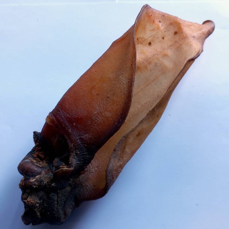 Buffalo Ears Large with Meat