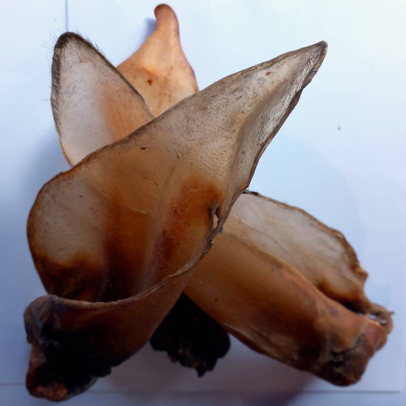 Buffalo Ears Large with Meat