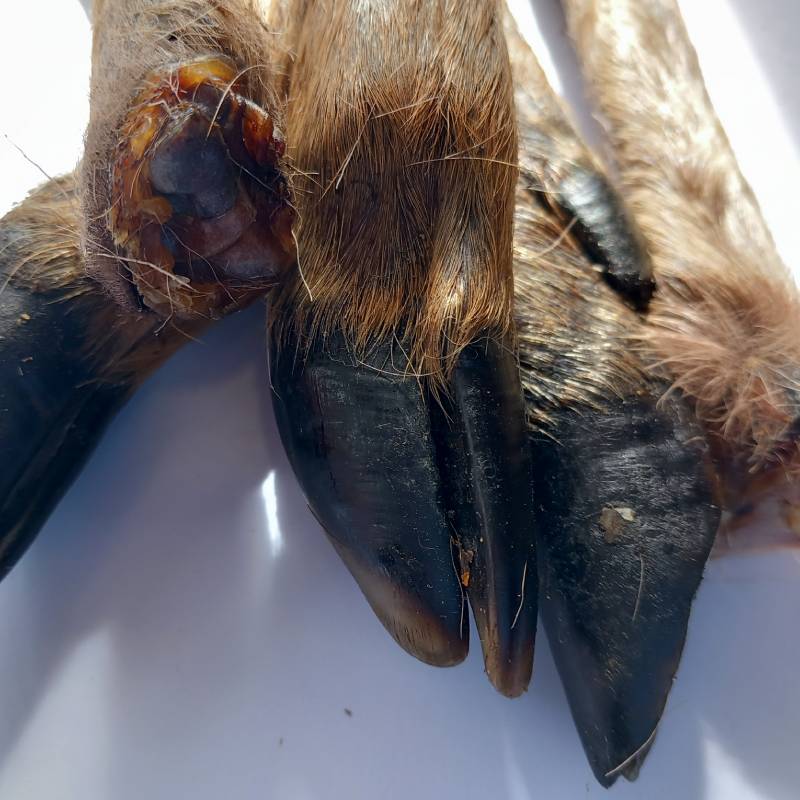 Deer Legs For Dogs