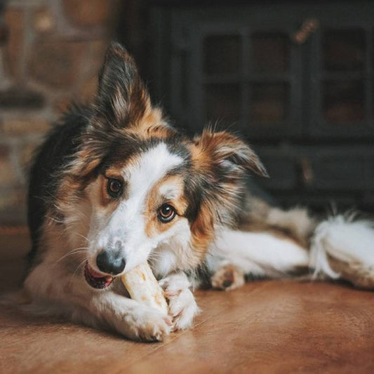 No-Hide Chicken Rolls