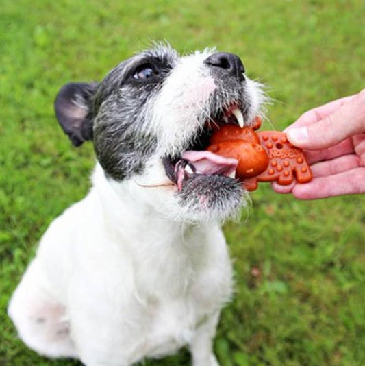 Petello Nobblys Hippo Pumpkin Dog Chew