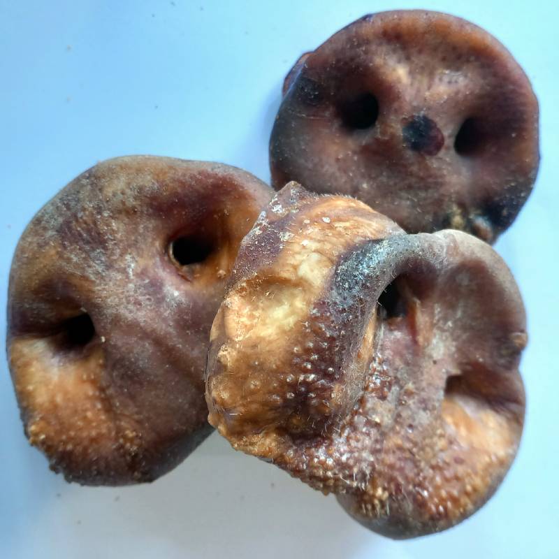 Pig Snouts For Dogs