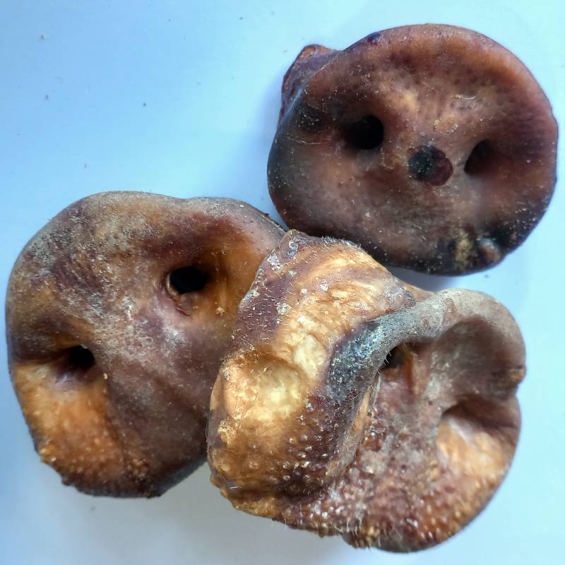 Pig Snouts For Dogs