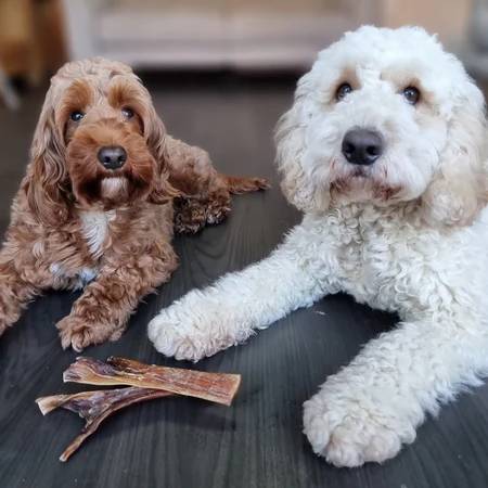 JR Pressed Ostrich Tendon