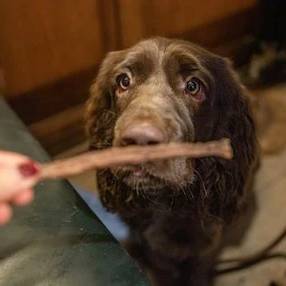 JR Pure Turkey Sticks